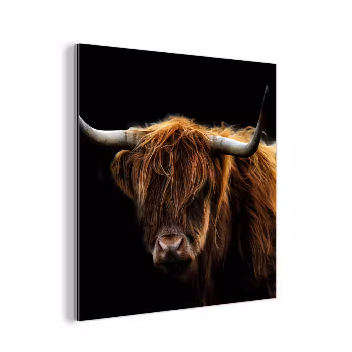 Aluminium schilderij - Schotse Hooglander - Horens - Zwart - Dieren - Natuur - Wild - Koe