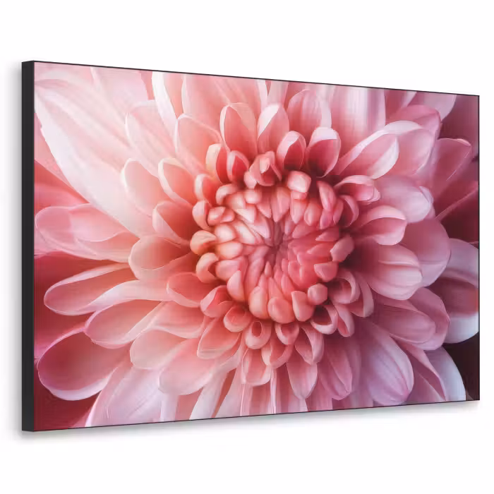 Art Frame - Dahlia - Bloem - Close up - Roze
