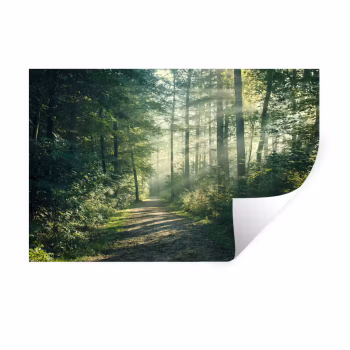 Muursticker - Bos - Pad - Zon - Bomen - Groen - Natuur
