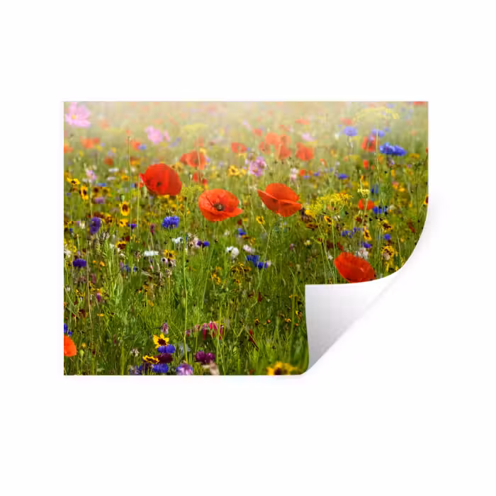 Muursticker - Lente - Bloemen - Rood - Klaproos - Gras - Groen