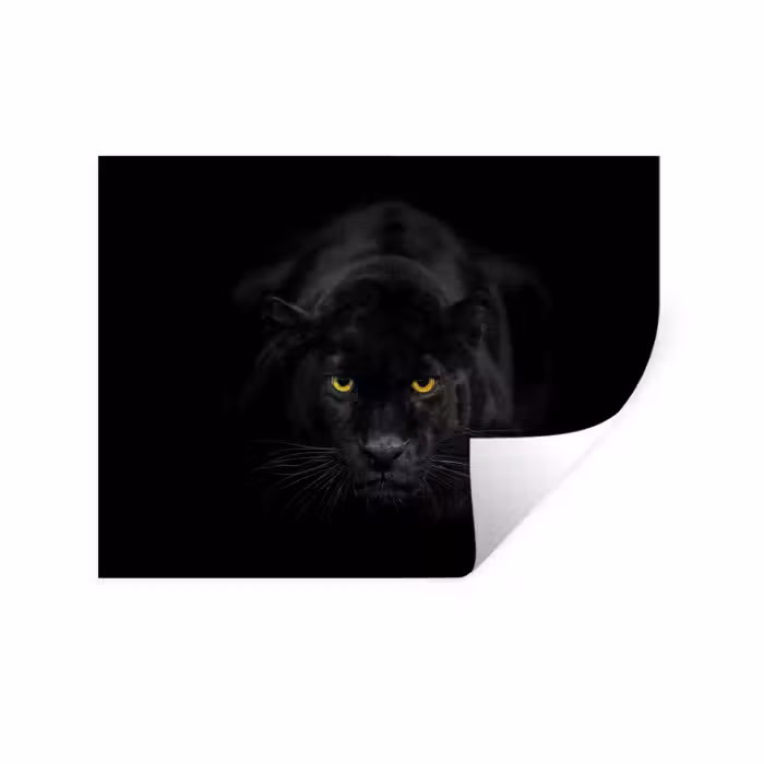 Muursticker - Panter - Dieren - Zwart - Ogen