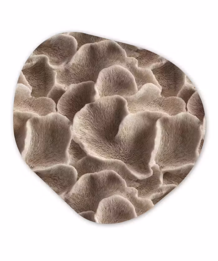 Organische vorm aluminium - Waaiervorm - Beige - Vezel textuur