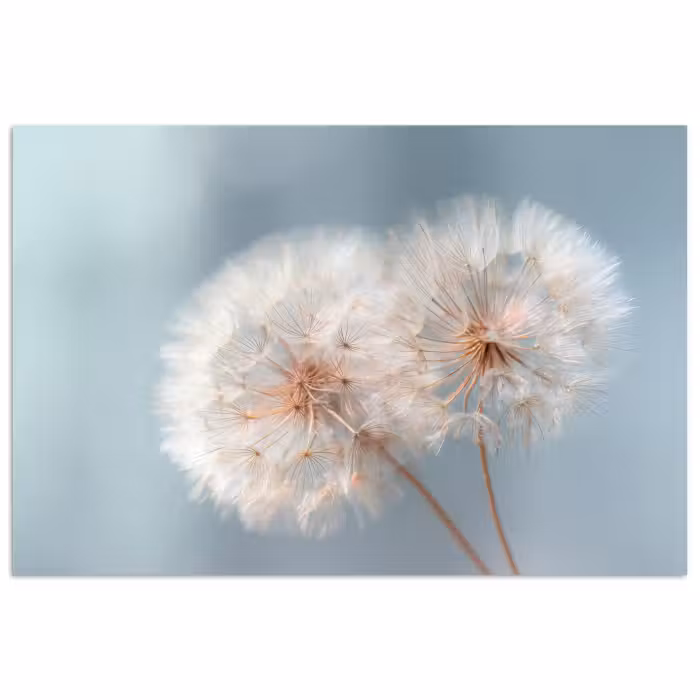 Poster - Paardenbloemen - Pluisjes - Wit