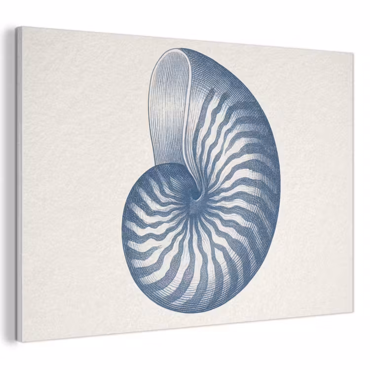 Akoestisch schilderij - Blauw - Schelp - Spiraal — 1