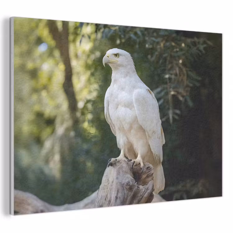 Akoestisch schilderij - Arend - Hout - Wit - Planten — 1