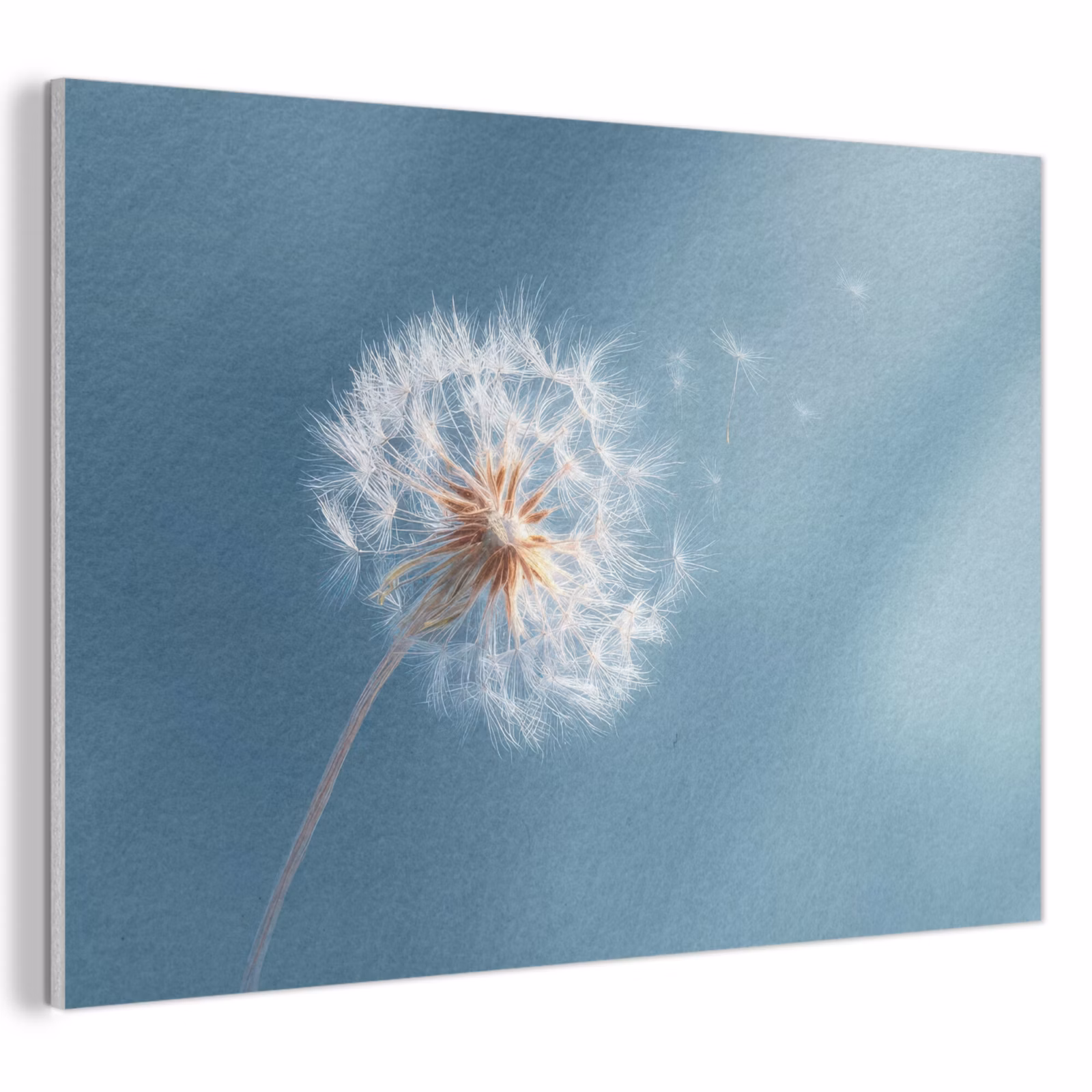 Akoestisch schilderij - Paardenbloem - Wind - Blauw — 1