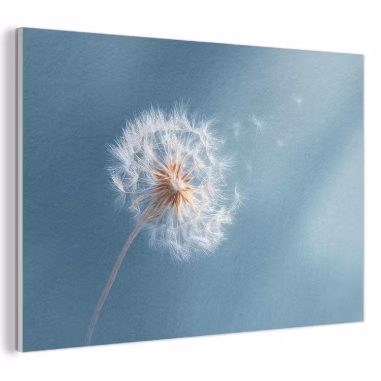 Akoestisch schilderij - Paardenbloem - Wind - Blauw — 1