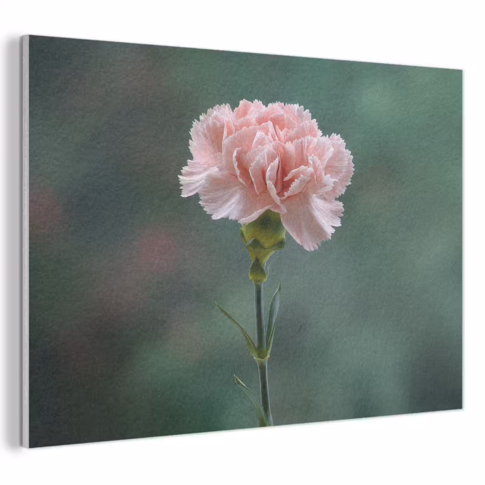 Akoestisch schilderij - Anjer - Roze - Bloemblaadjes — 1
