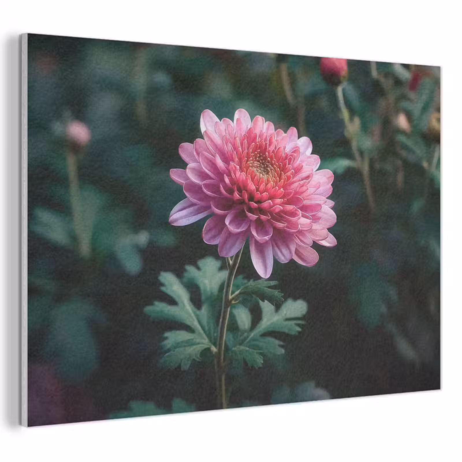 Akoestisch schilderij - Blad - Chrysant - Roze - Schaduw — 1