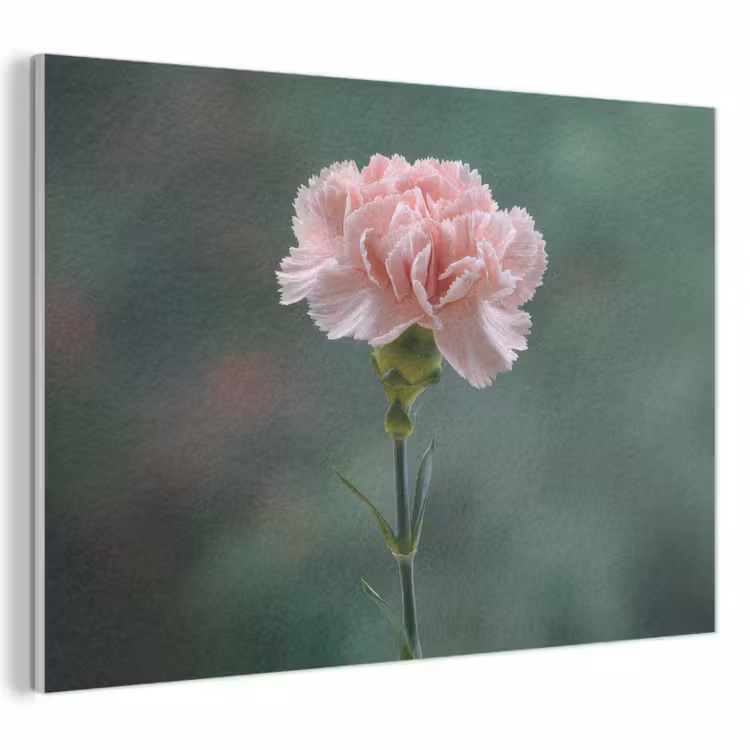 Akoestisch schilderij - Anjer - Roze - Bloemblaadjes — 1