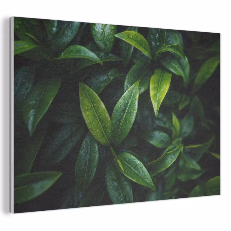 Akoestisch schilderij - Bladeren - Regendruppels - Licht - Groen — 1