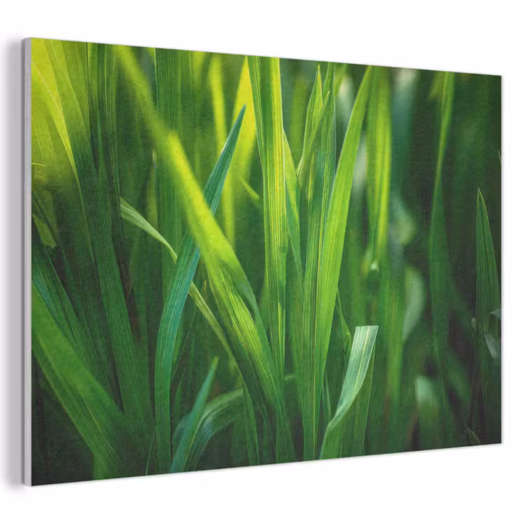 Akoestisch schilderij - Grassprieten - Lichtinval - Groen — 1