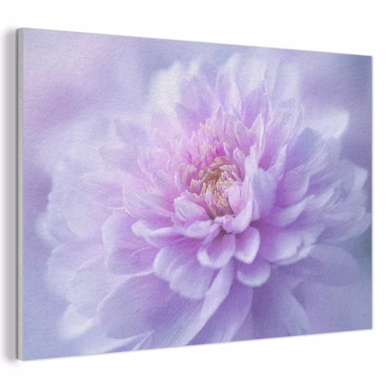Akoestisch schilderij - Paars - Dahlia - Dromerig — 1