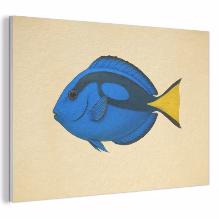 Akoestisch schilderij - Blauw - Dory - Vis - Staartvin — 1