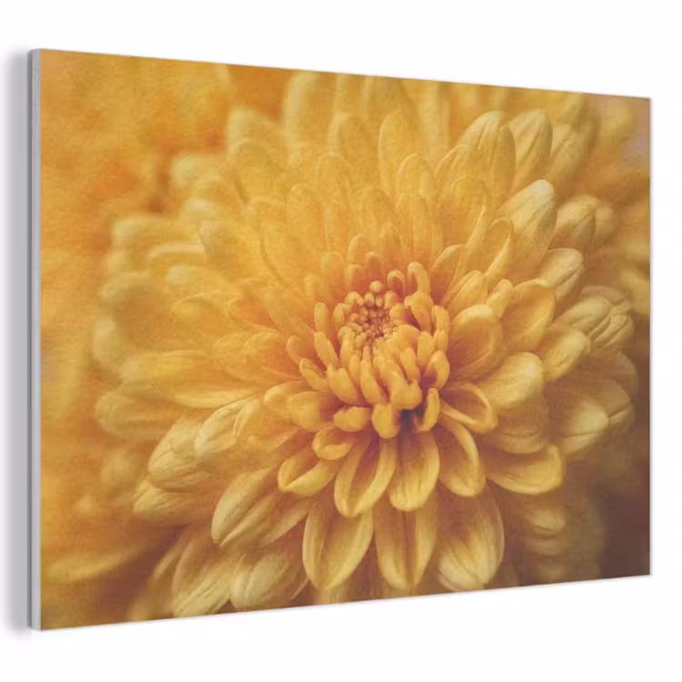 Akoestisch schilderij - Geel - Chrysant - Zachtheid — 1