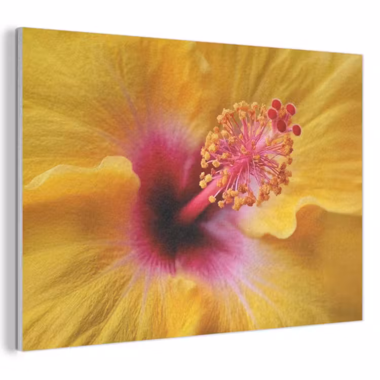 Akoestisch schilderij - Geel - Hibiscus - Tropisch — 1