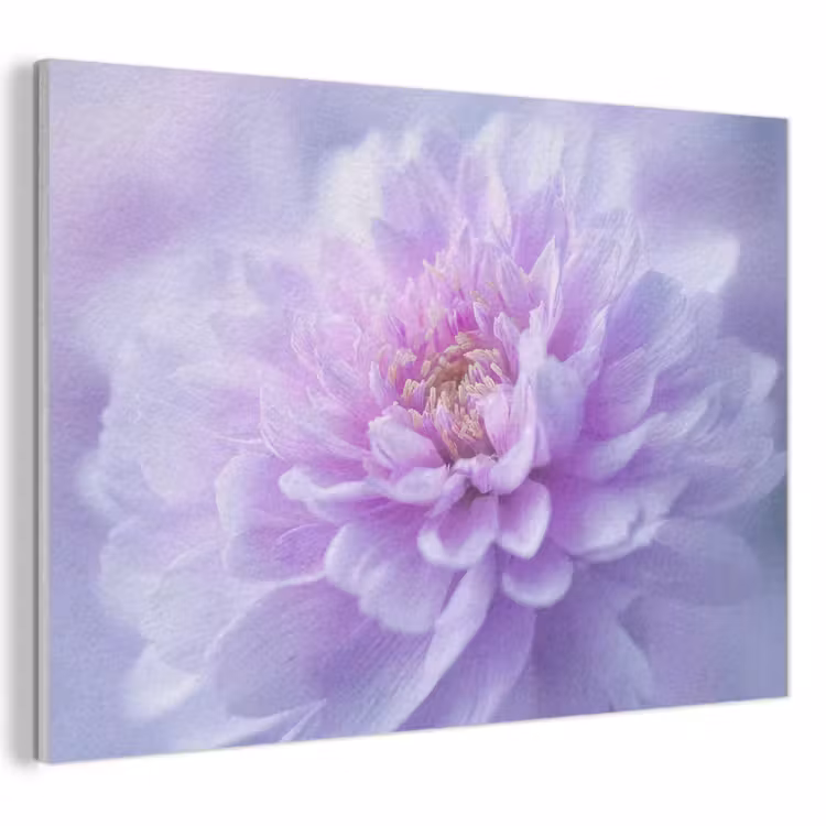 Akoestisch schilderij - Paars - Dahlia - Dromerig — 1