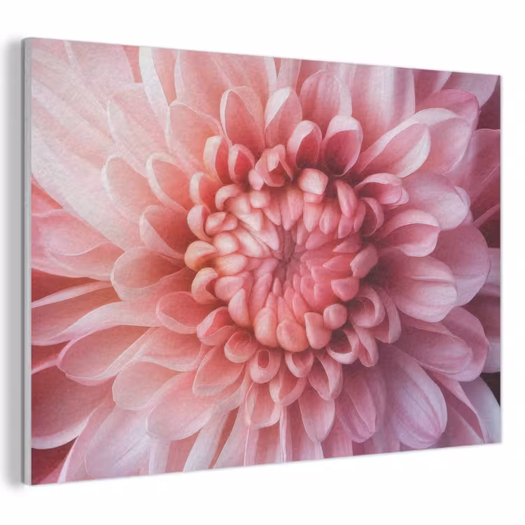Akoestisch schilderij - Dahlia - Bloem - Close up - Roze — 1