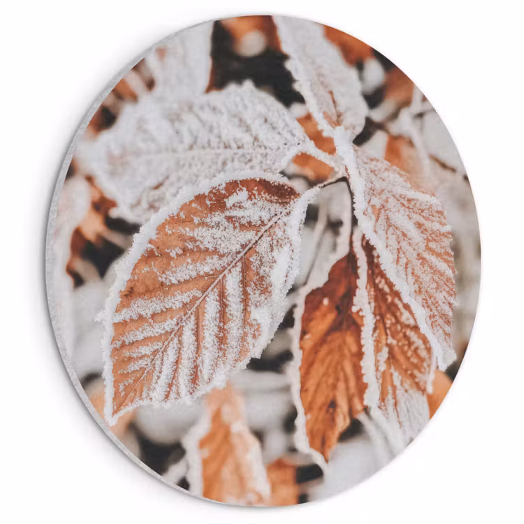 Akoestisch schilderij rond - Bladeren - IJs - Winter - Natuur — 1