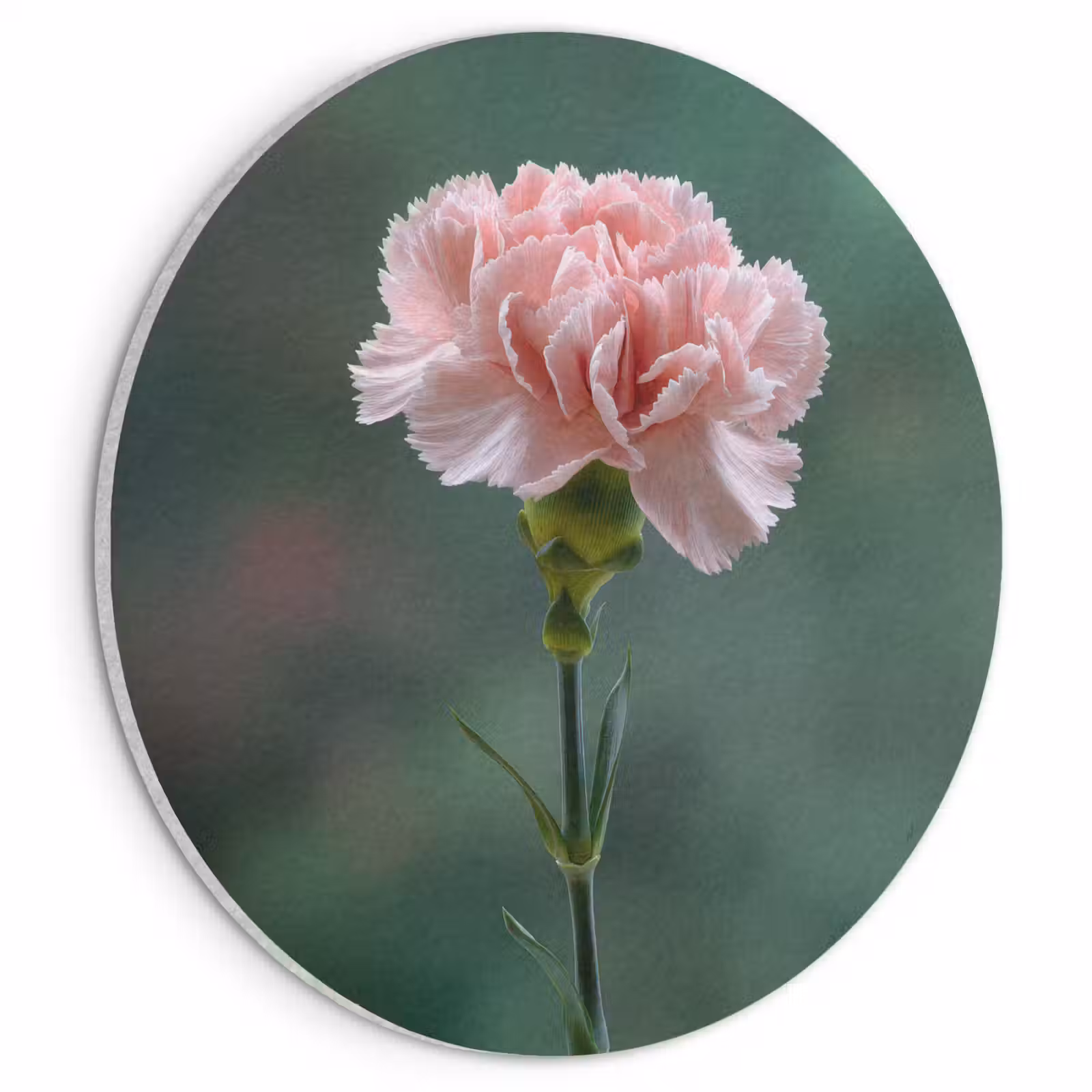 Akoestisch schilderij rond - Anjer - Roze - Bloemblaadjes — 1