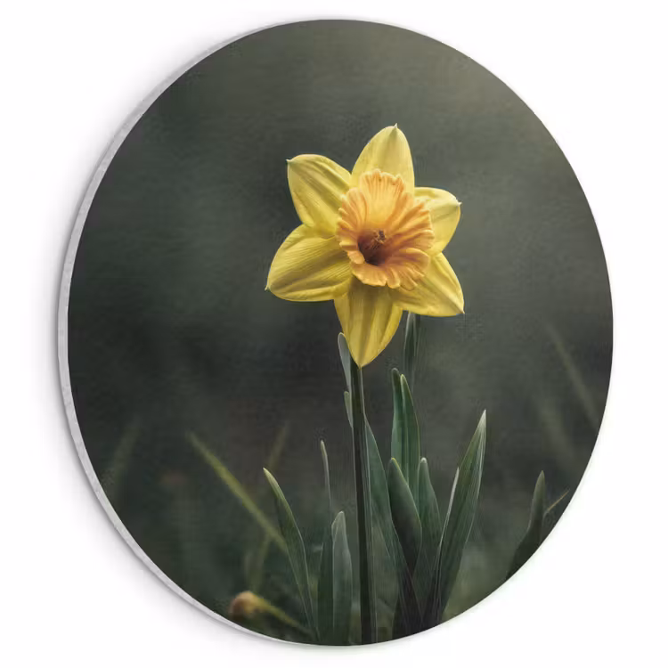 Akoestisch schilderij rond - Bloem - Narcis - Gras - Geel — 1