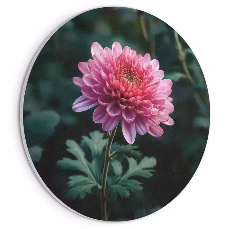 Akoestisch schilderij rond - Blad - Chrysant - Roze - Schaduw — 1