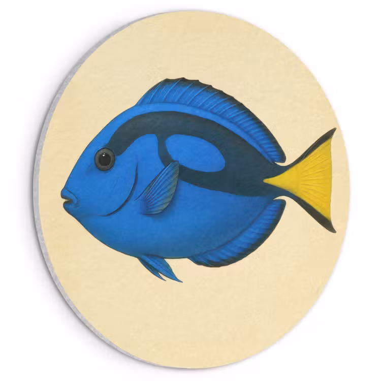 Akoestisch schilderij rond - Blauw - Dory - Vis - Staartvin — 1