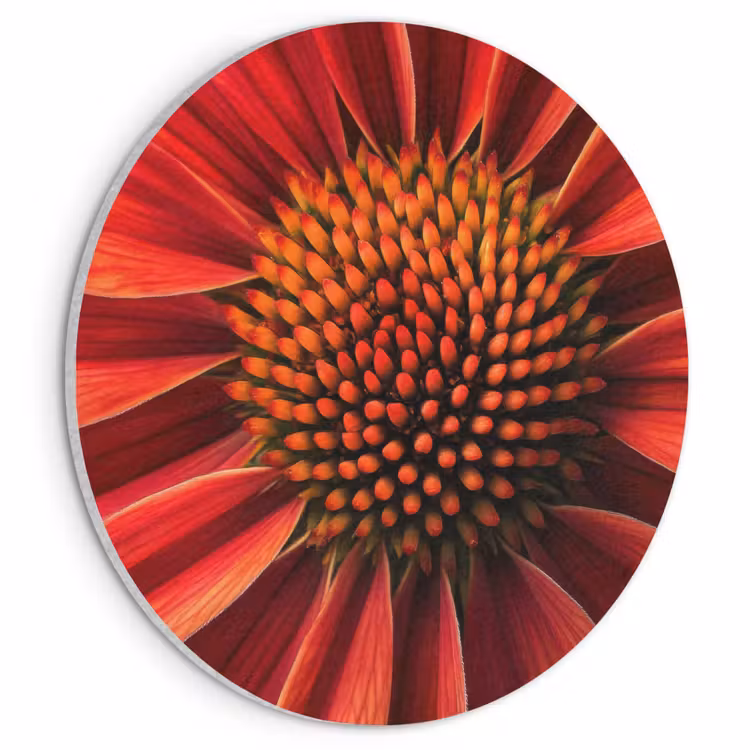 Akoestisch schilderij rond - Close up - Bloem- Rood — 1