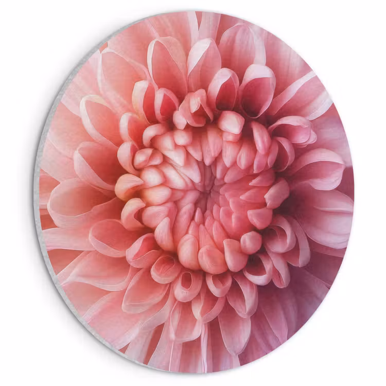 Akoestisch schilderij rond - Dahlia - Bloem - Close up - Roze — 1