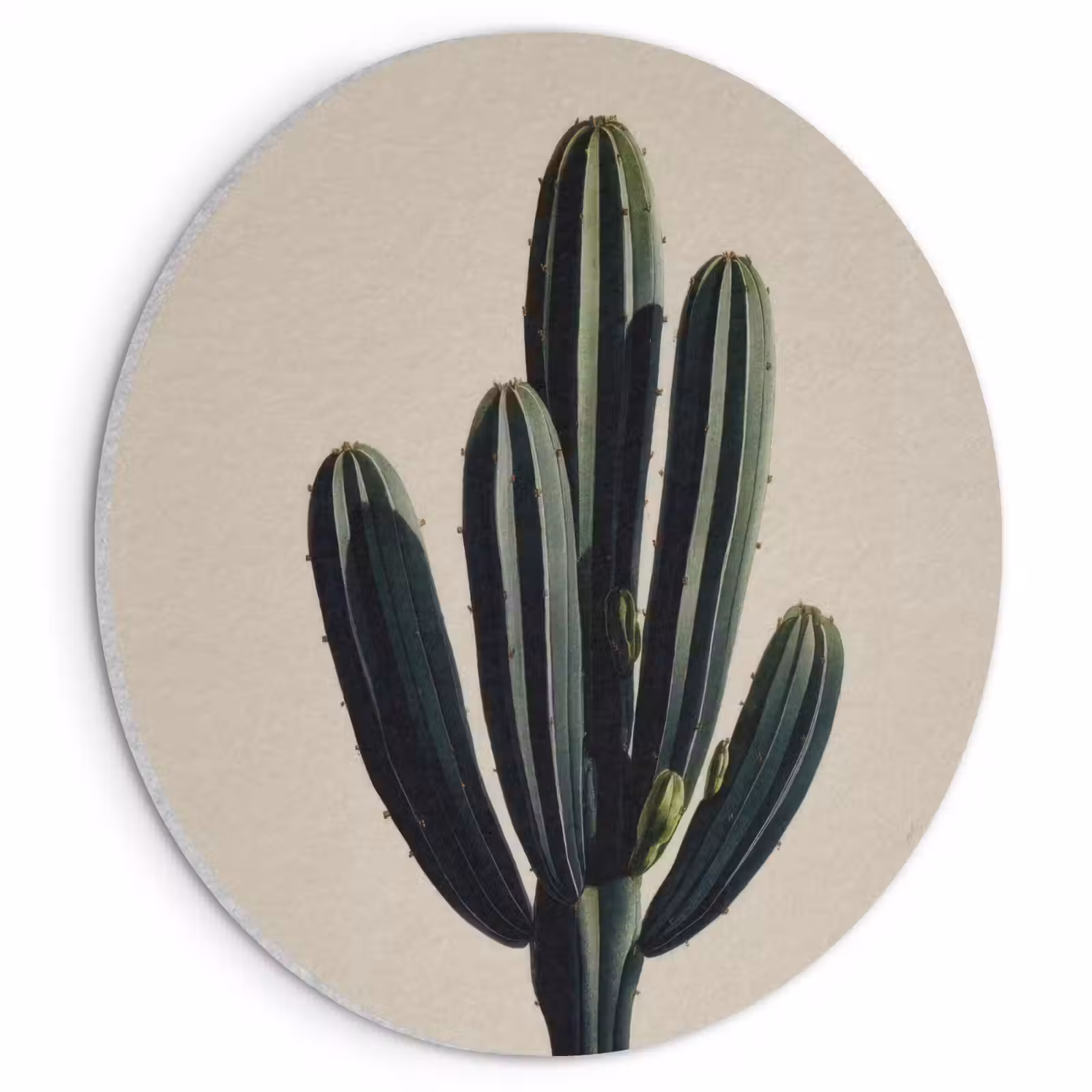 Akoestisch schilderij rond - Cactus - Subtiel - Groen — 1