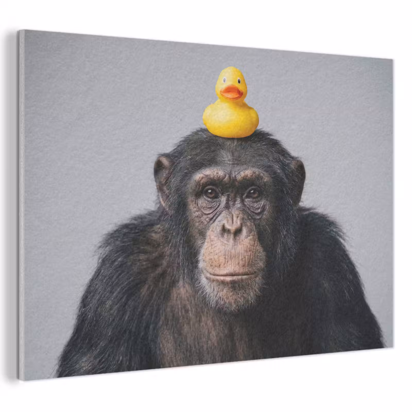 Akoestisch schilderij - Chimpansee - Badeend - Grijs — 1