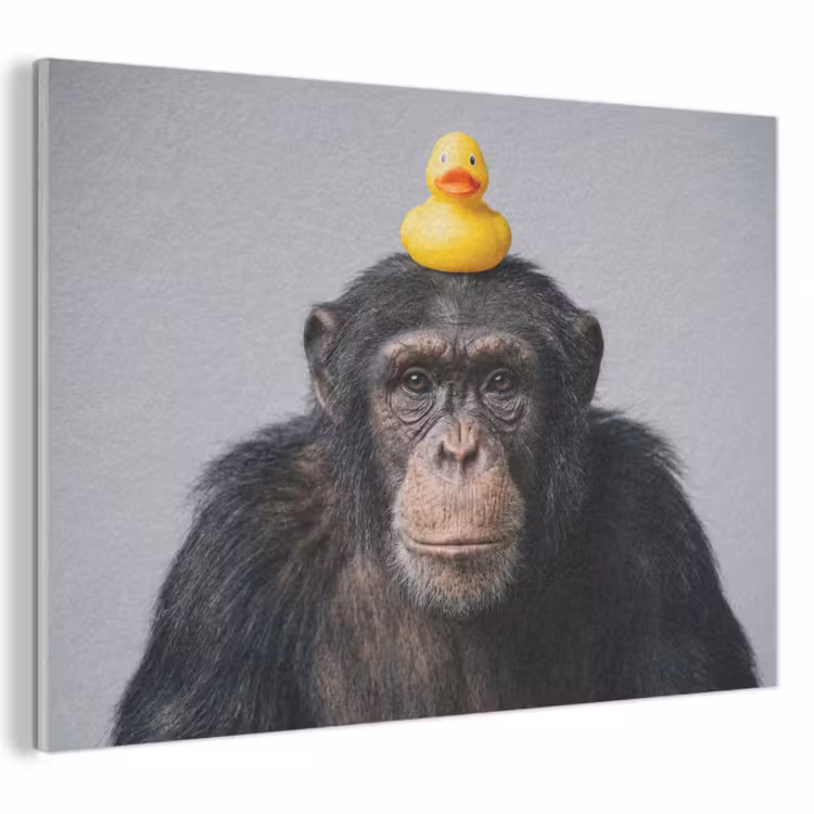Akoestisch schilderij - Chimpansee - Badeend - Grijs — 1