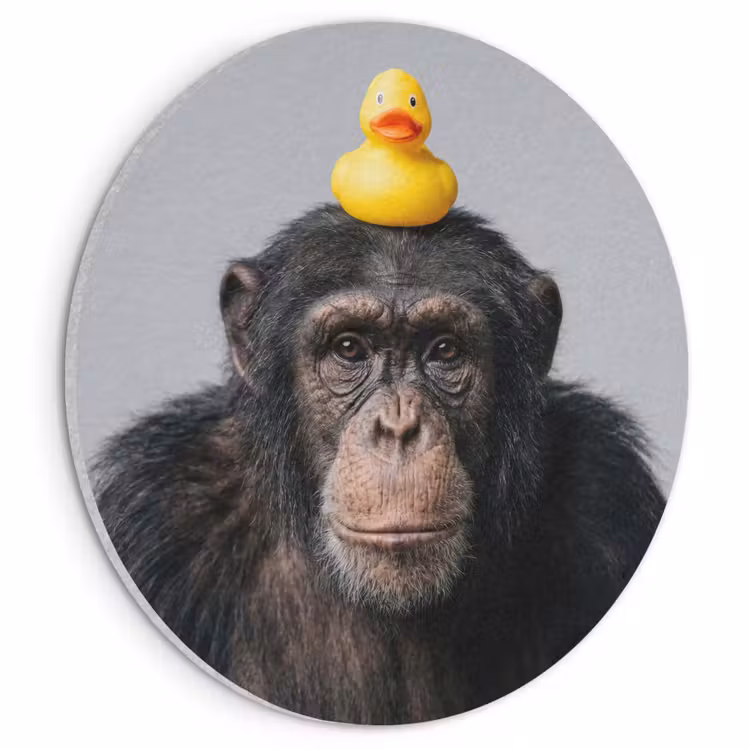 Akoestisch schilderij rond - Chimpansee - Badeend - Grijs — 1