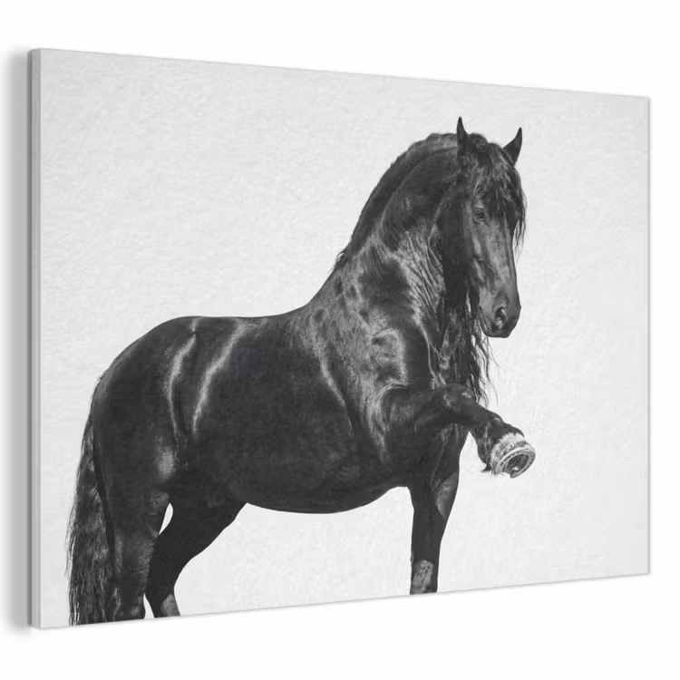 Akoestisch schilderij - Fries - Hengst - Modern — 1