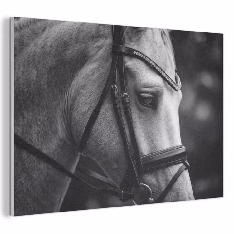 Akoestisch schilderij - Paard - Schimmel - Portret — 1