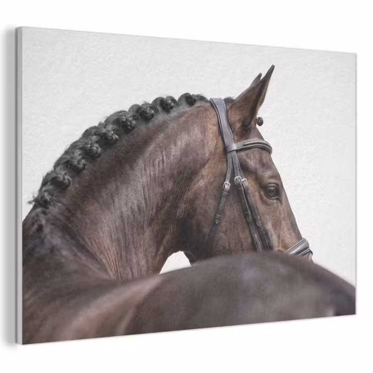Akoestisch schilderij - Portret - Paard - Elegant — 1