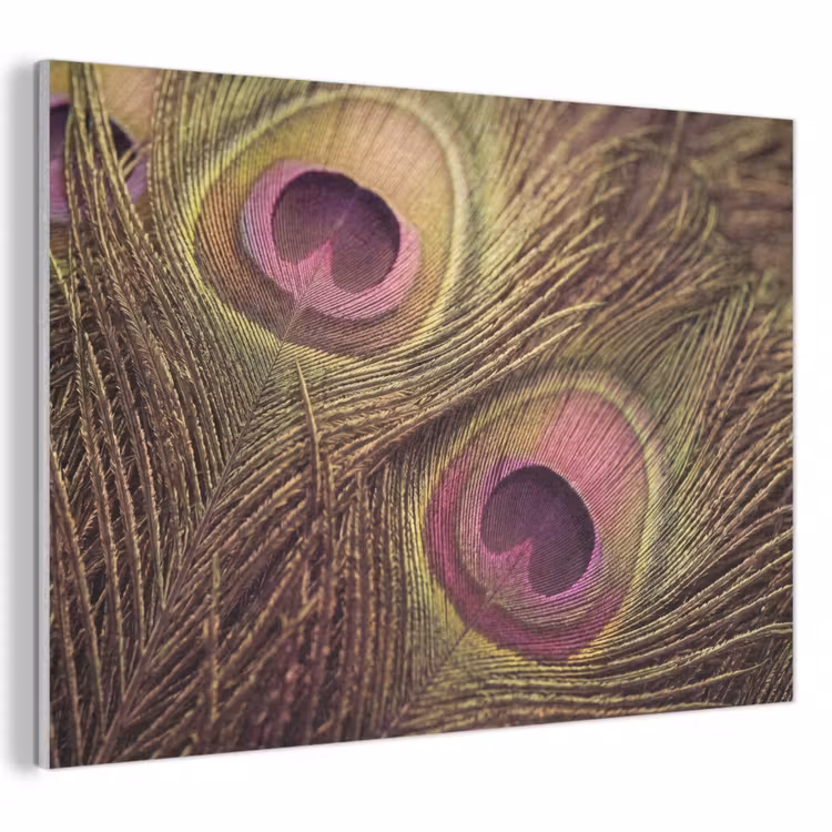 Akoestisch schilderij - Pauw - Veren - Paars - Groen — 1