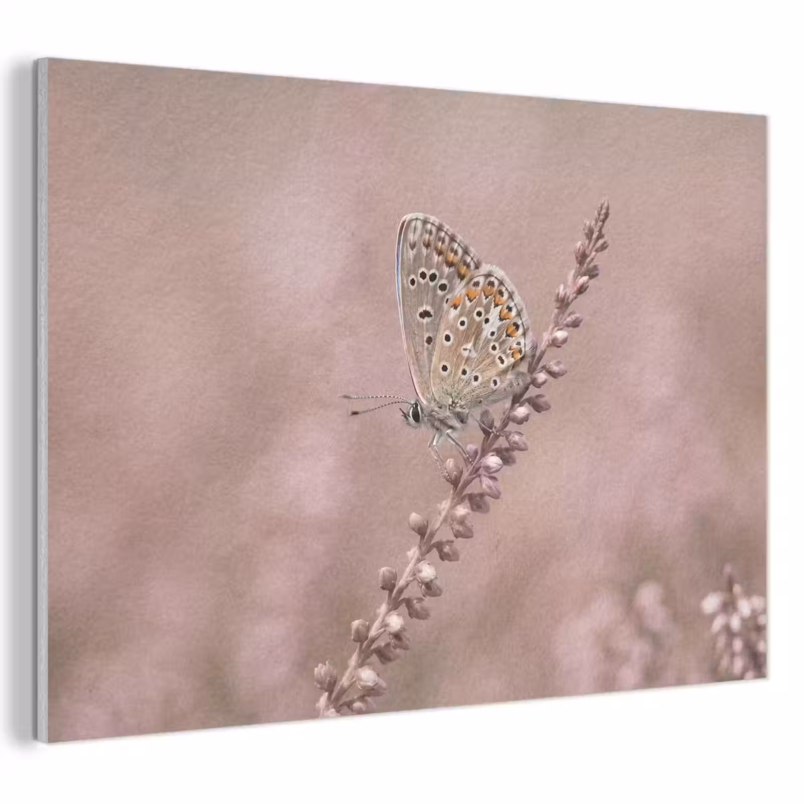 Akoestisch schilderij - Lavendel - Vlinder - Paars — 1