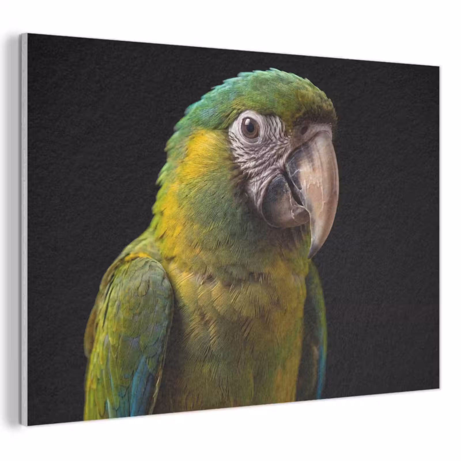 Akoestisch schilderij - Ara - Portret - Groen — 1