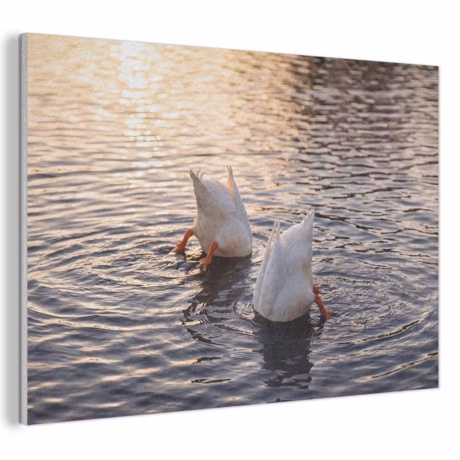 Akoestisch schilderij - Eenden - Water - Natuur — 1