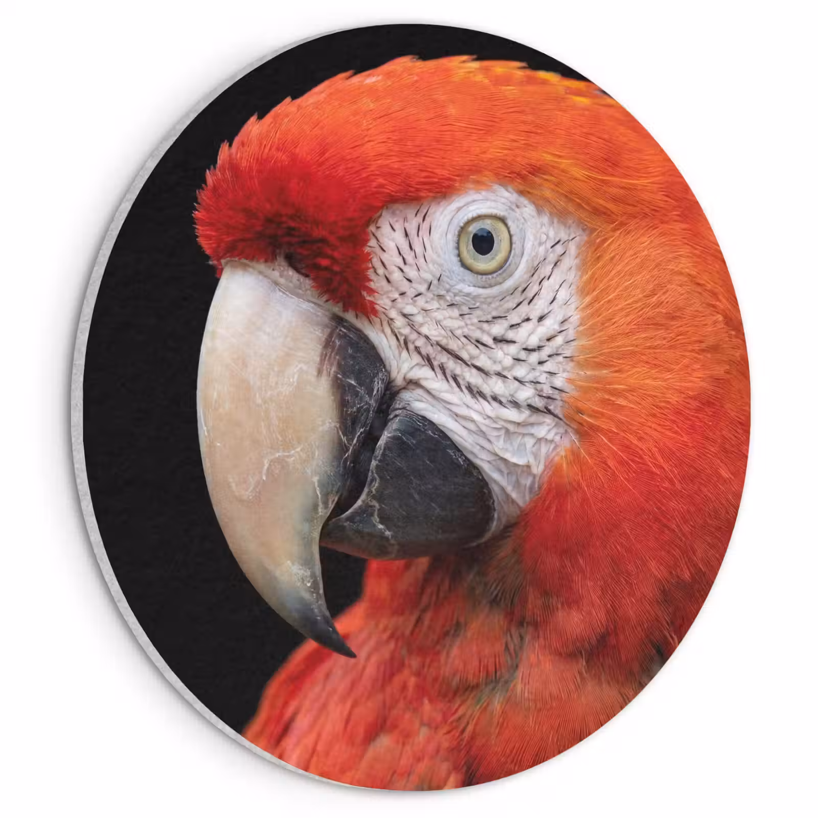 Akoestisch schilderij rond - Ara - Portret - Rood — 1