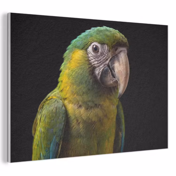 Akoestisch schilderij - Ara - Portret - Groen — 1
