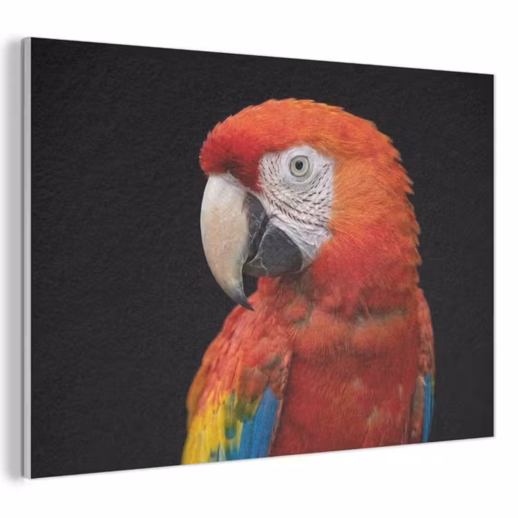 Akoestisch schilderij - Ara - Portret - Rood — 1