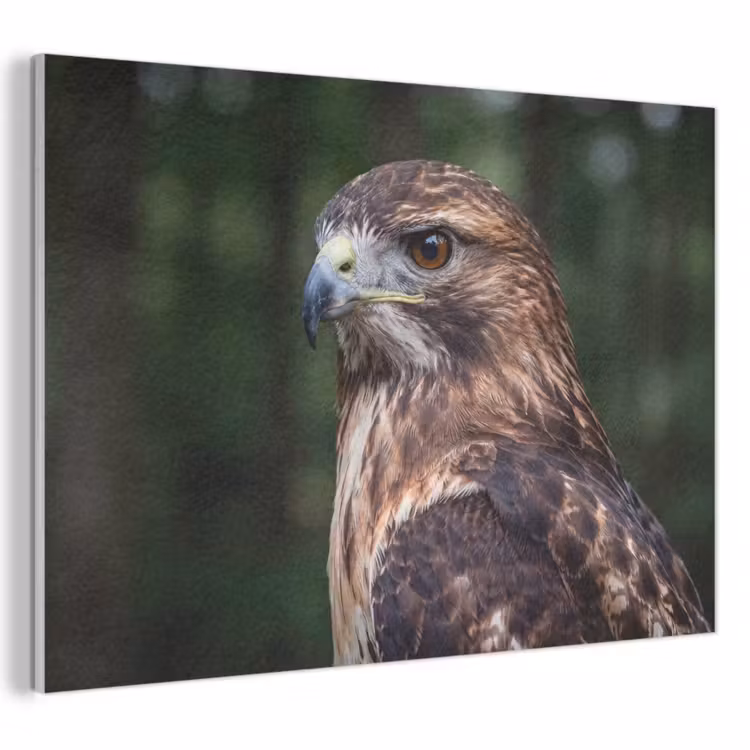 Akoestisch schilderij - Buizerd - Roofvogel - Natuur - Bruin — 1