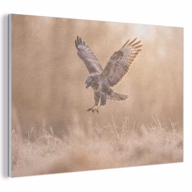 Akoestisch schilderij - Buizerd - Roofvogel - Natuur - Bruin — 1