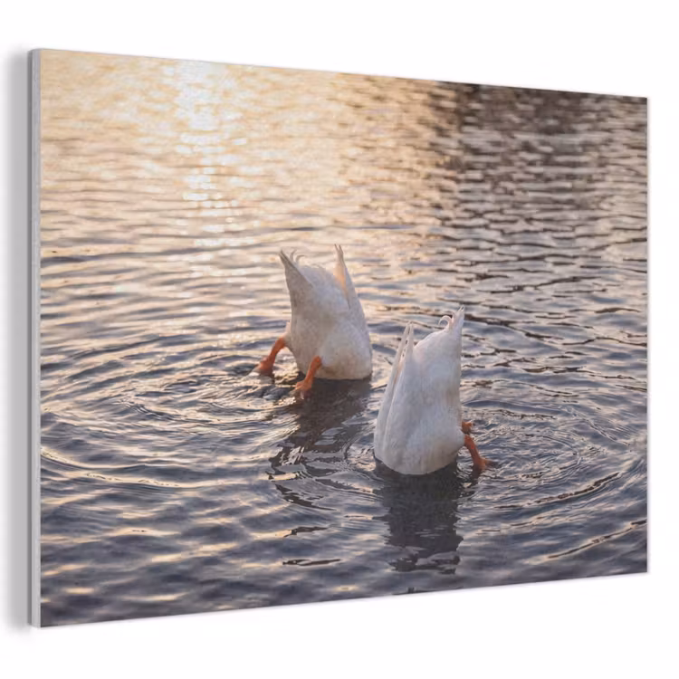 Akoestisch schilderij - Eenden - Water - Natuur — 1