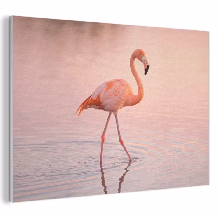 Akoestisch schilderij - Flamingo - Water - Roze — 1