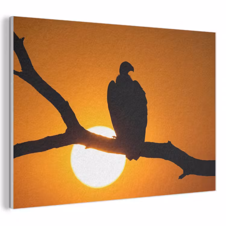 Akoestisch schilderij - Gier - Tak - Zon - Oranje — 1