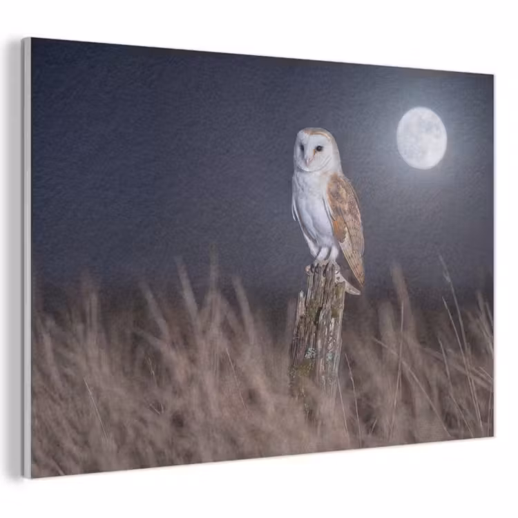 Akoestisch schilderij - Kerkuil - Maan - Nacht — 1