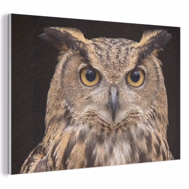 Akoestisch schilderij - Oehoe - Uil - Portret - Bruin — 1